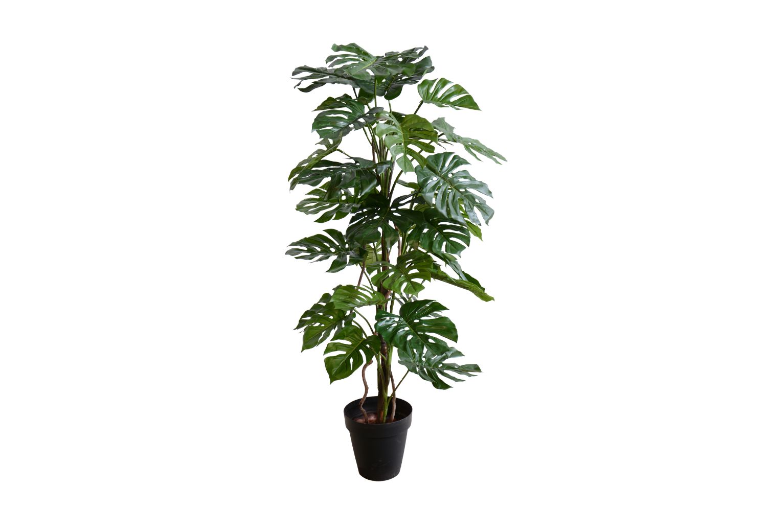 Pianta 01