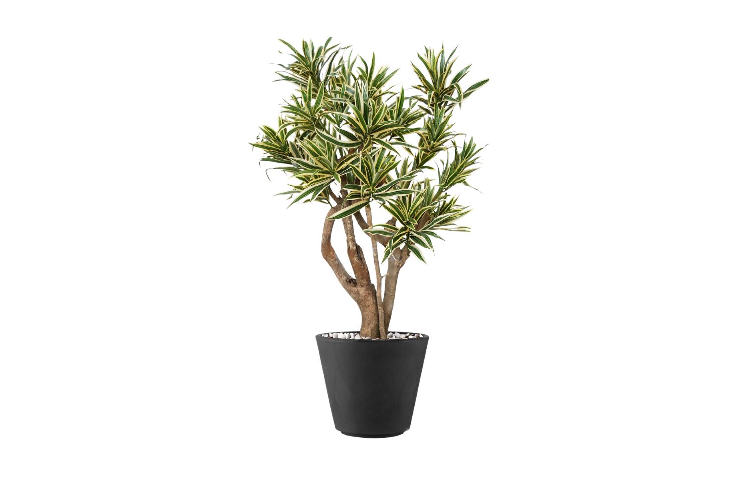 Plant 04