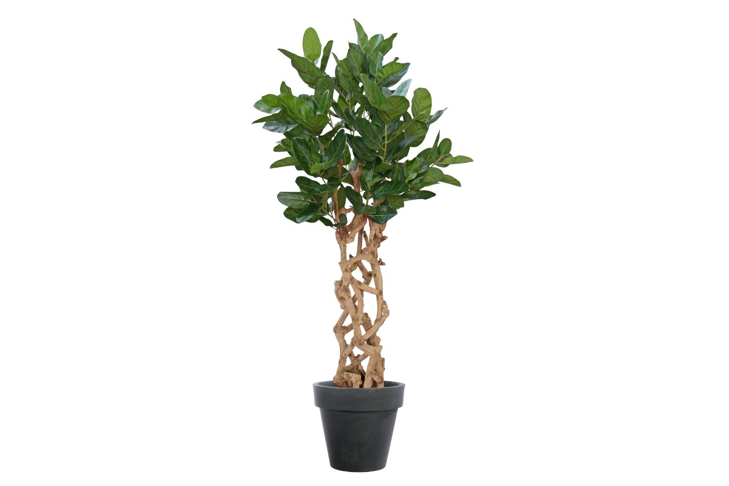 Plant 02