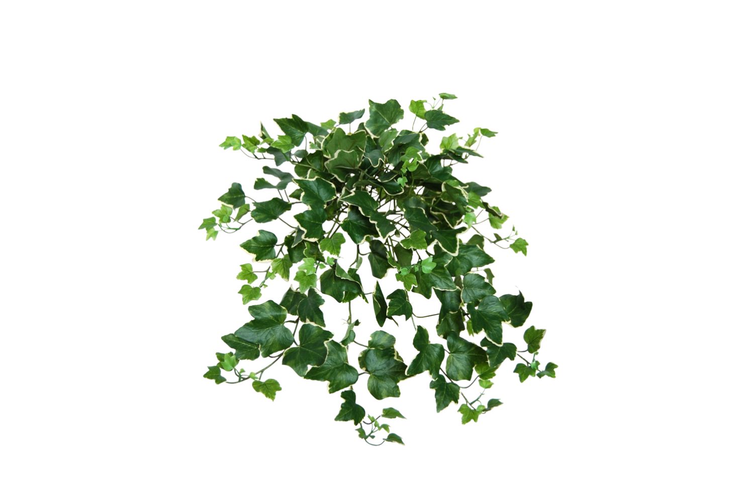 Plant 03