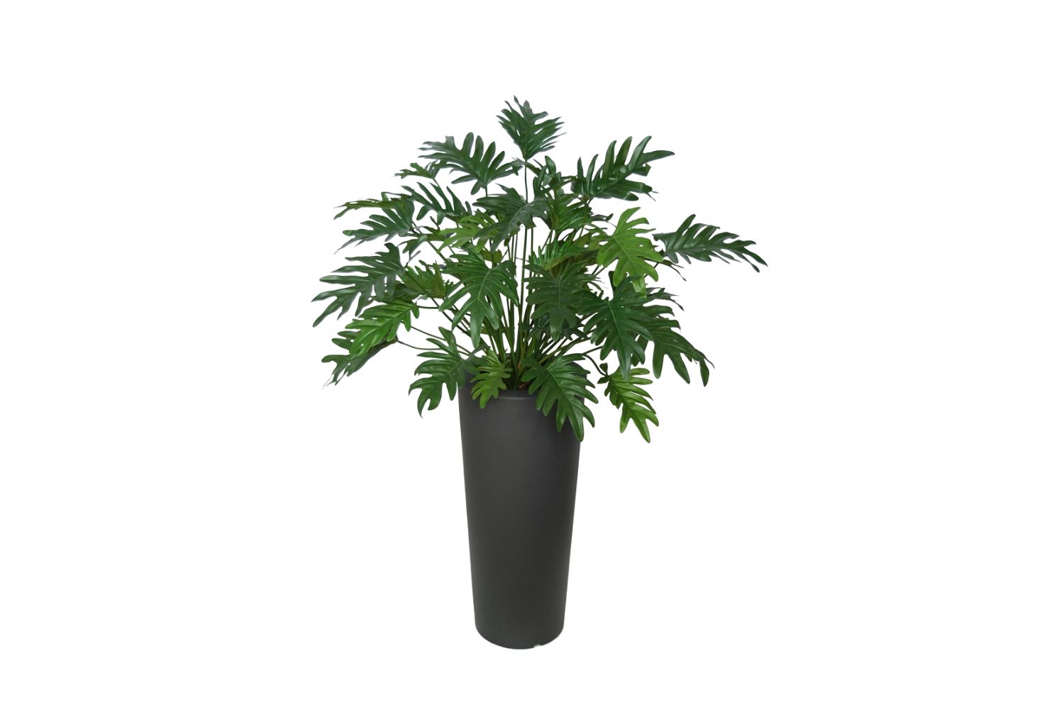 Pianta 05