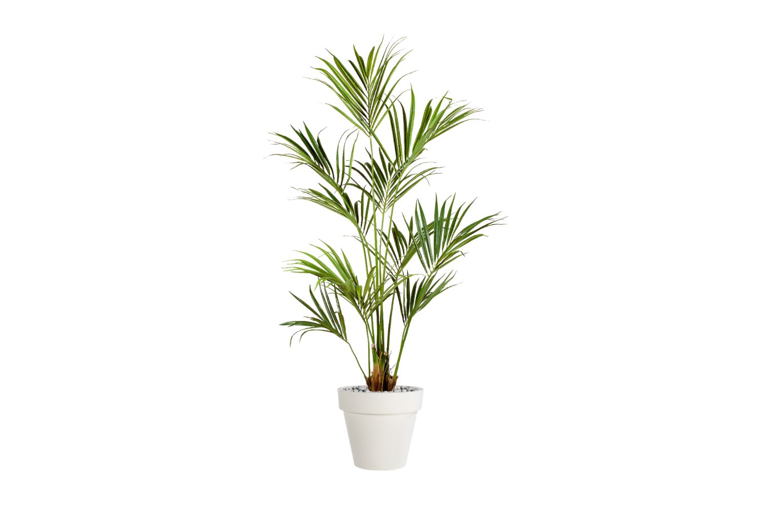 Pianta 06